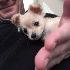 Meet your Posher, Tommy